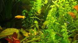 Aquarium little Tank