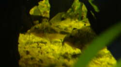 2 Panzerwelse unter der Wurzel