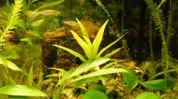 Pflanzen im Aquarium Becken 9145