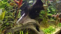 große Mangrovenwurzel (25.05.2008)