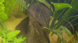 kleine Mangrovenwurzel am 25.05.2008