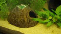 Kokosnusshöhle (25.05.2008)