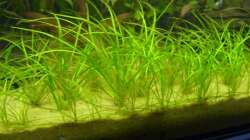 Echinodorus tenellus (4.6.2008)