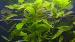 Shinnersia rivularis (4.6.2008)