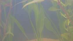 Echinodorus bleheri (15.05.2008)