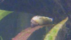 Turmdeckelschnecke (TDS) (4.6.2008)