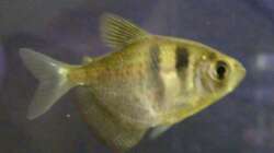 Trauermantelsalmler (6.6.2008)