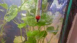 Heizer und Thermometer (14.05.2008)