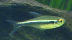 Schwarzer Neon (4.6.2008)