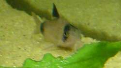 Pandapanzerwels (Corydoras Panda) (4.6.2008)