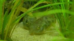 Marmorierte Panzerwelse (Corydoras paleatus) (4.6.2008)