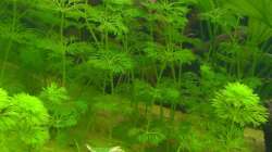 Limnophilia sessiliflora (4.6.2008)