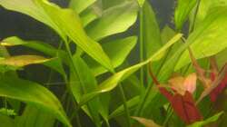 Echinodorus rigidifolius (4.6.2008)