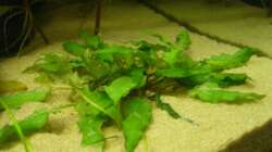 Cryptocoryne wendtii (4.6.2008)