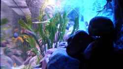 Aquarium 375L Mbuna - nur noch als Beispiel -