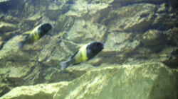 Besatz im Aquarium Becken 919