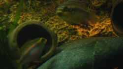Pelvicachromis Taeniatus ´lokoundje´