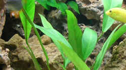 Pflanzen im Aquarium Becken 924