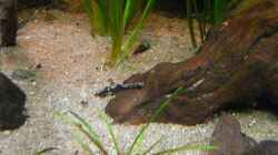 Bunocephalichthys bicolor