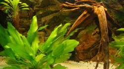 Dekoration im Aquarium 575 Liter Diskus Wildfangbecken (abgebaut)