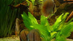 Besatz im Aquarium 575 Liter Diskus Wildfangbecken (abgebaut)