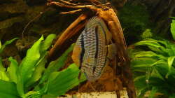 Besatz im Aquarium 575 Liter Diskus Wildfangbecken (abgebaut)