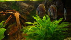 Besatz im Aquarium 575 Liter Diskus Wildfangbecken (abgebaut)