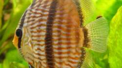 Besatz im Aquarium 575 Liter Diskus Wildfangbecken (abgebaut)