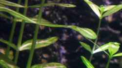 Pflanzen im Aquarium Becken 9280