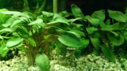 Pflanzen im Aquarium Becken 9298