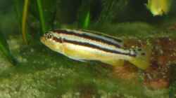 Melanochromis auratus Weibchen