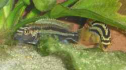 Melanochromis auratus M+W