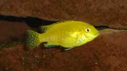 Labidochromis caeruleus yellow 2