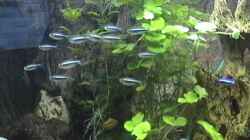 Pflanzen im Aquarium Becken 9347