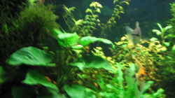 Pflanzen im Aquarium Becken 9396