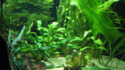 Pflanzen im Aquarium Becken 9396