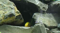 Mein Yellow Männchen in seiner Lieblingshöhle