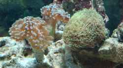 Hammerkorallen und Wiese (Koralle)