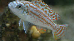 Melanochromis Joanjohnsonae - Jungfisch