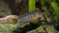 Labidochromis sp. mbamba female