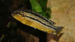 Melanochromis auratus female