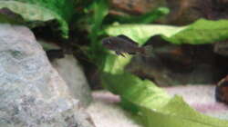 Besatz im Aquarium 112l Aufzuchtsaquarium