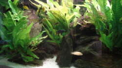 Aquarium 112l Aufzuchtsaquarium