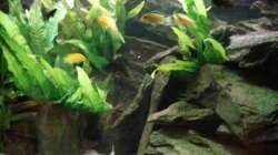 Aquarium 112l Aufzuchtsaquarium