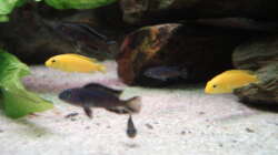 Die Yellows sind jetzt ca 3 cm groß