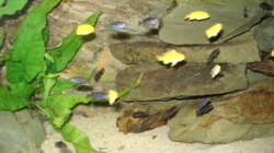 Besatz im Aquarium 112l Aufzuchtsaquarium