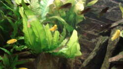 Aquarium 112l Aufzuchtsaquarium