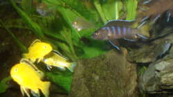 Besatz im Aquarium 112l Aufzuchtsaquarium