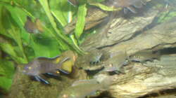 Besatz im Aquarium 112l Aufzuchtsaquarium