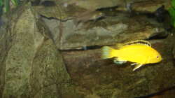 Besatz im Aquarium 112l Aufzuchtsaquarium